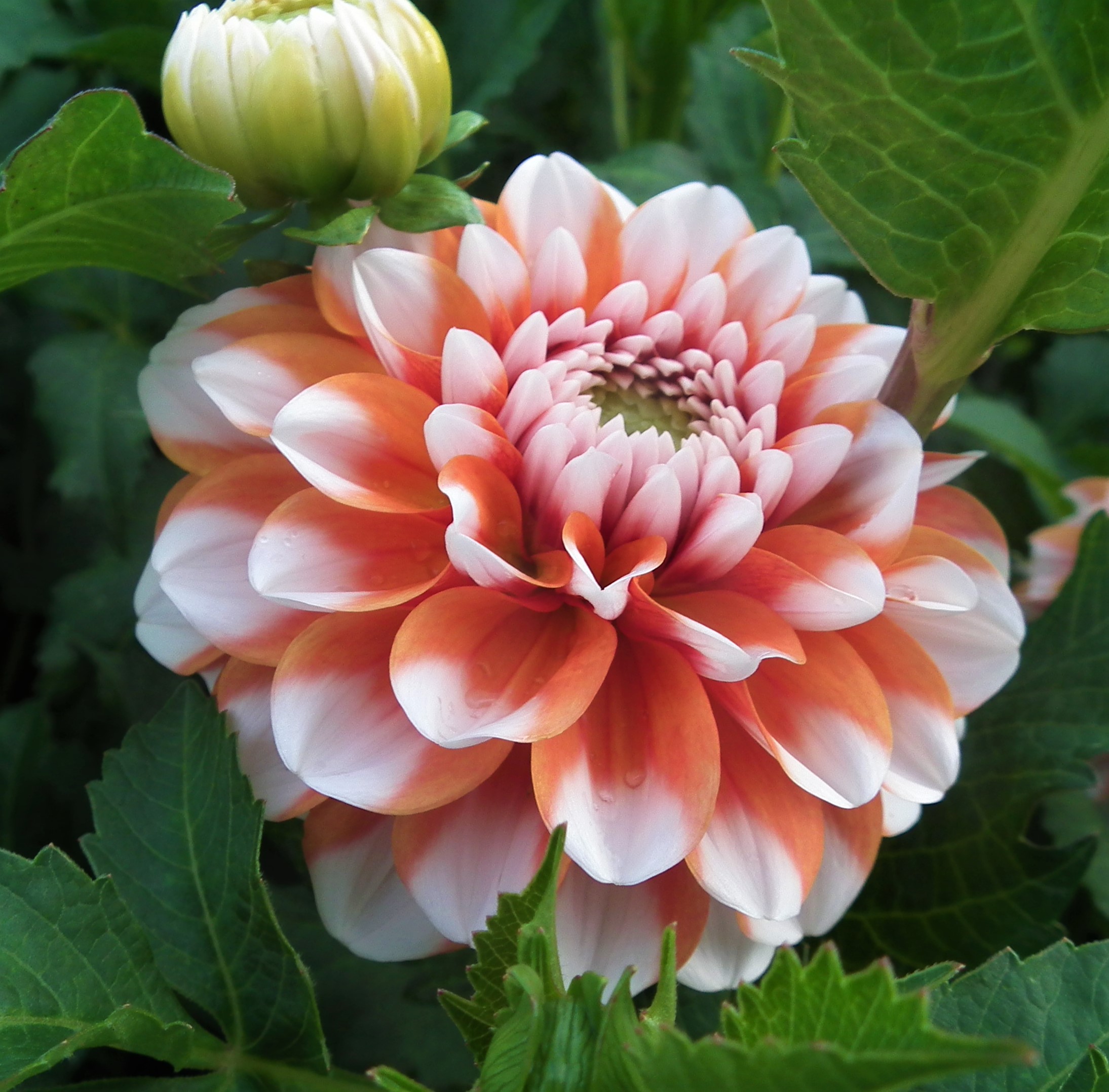 Dahlia Tangerine Dream